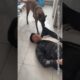 The owner is trapped in the fog and the dog bravely rescues him #trending #trendingshorts#shorts