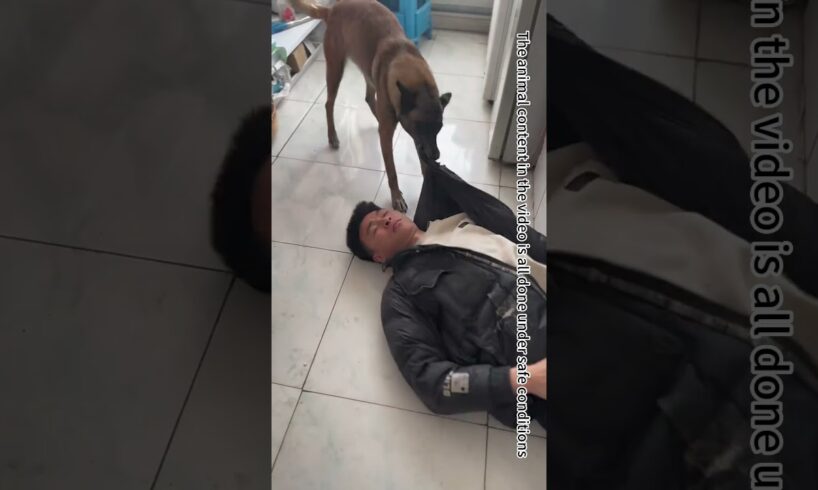 The owner is trapped in the fog and the dog bravely rescues him #trending #trendingshorts#shorts
