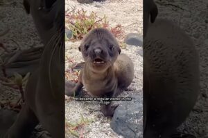The seal became a regular visitor among the villagers#animals #rescue #theseal#shortvideo #shorts
