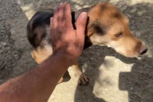 The very shy Girl is Safe back with her Family - Takis Shelter