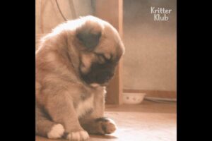 These Cute Puppies Are Sleepyheads | Kritter Klub