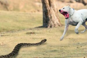 These Dogs Are Hunting Snakes ! Rare Animal Fights Caught on Camera !