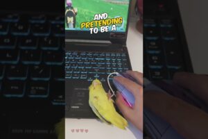 This Bird Has Mouse Ambitions 😂😂