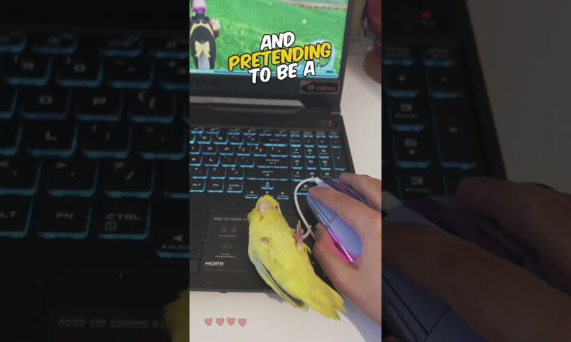 This Bird Has Mouse Ambitions šš