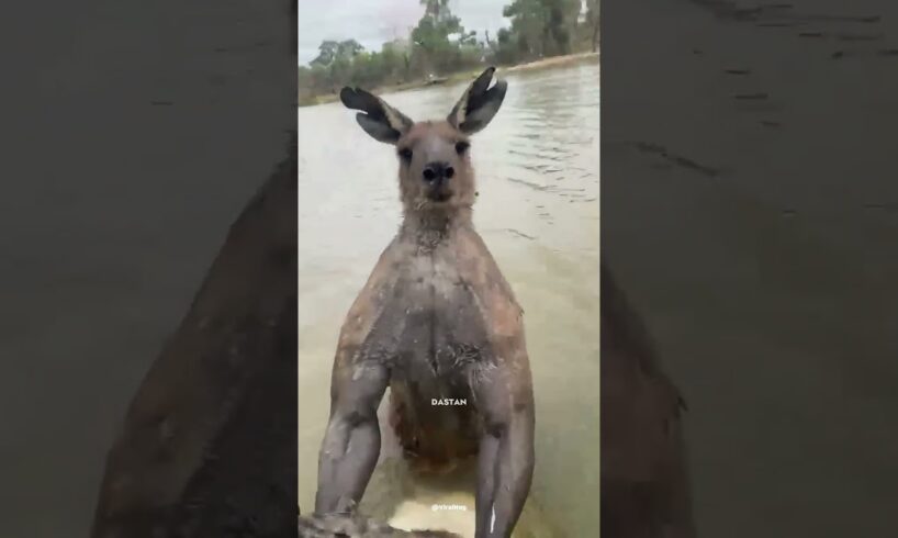 This Man Rescues Dog From Kangaroo