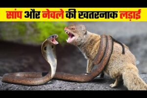 This is How Animals Treat Their Enemies | Animal Fight l Discovery Channel Video | Wild Animals