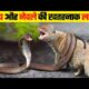 This is How Animals Treat Their Enemies | Animal Fight l Discovery Channel Video | Wild Animals