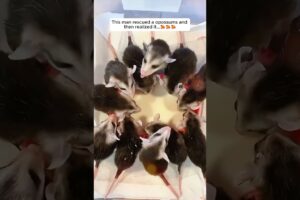 This man rescued a opossums and then realized it... #shorts