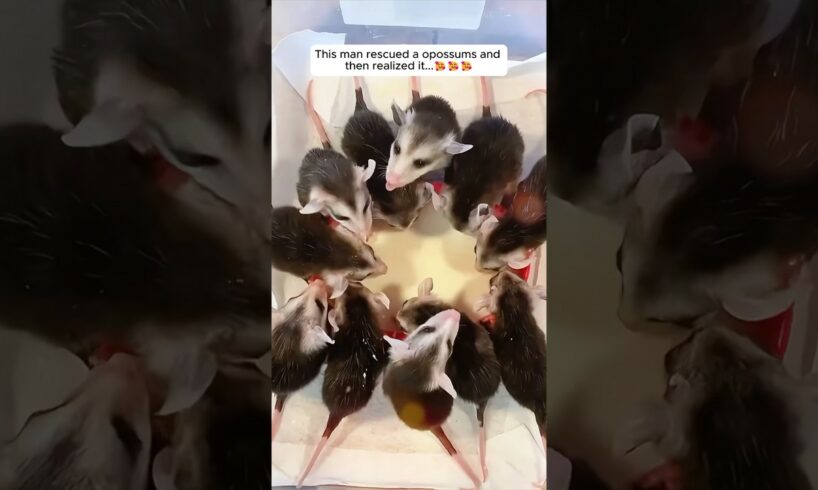 This man rescued a opossums and then realized it... #shorts