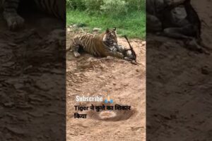 Tiger killed dog at zone 2 Ranthambore National Park,Tiger attack dog #Shorts #bigcat #tiger #yt
