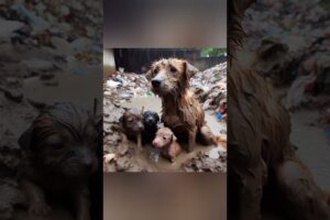 Toddler rescues puppy in mud 64
