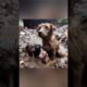 Toddler rescues puppy in mud 64