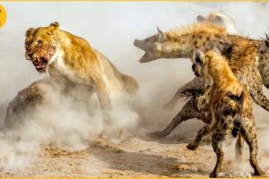 Top 10 Epic Battle of Lion Vs Hyena | Hyena Attacks Lion | Animal Fights
