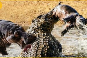 Top 10 The Scary Moment An Angry Giant Hippo Attacked A Predator | Animal Fights