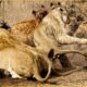 Top 10 Tragic Moment Of The Hyena When Reckless Attack Lion And Other Animals | Animal Fights