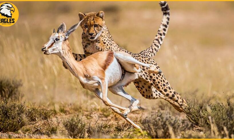 Top 15 Craziest Wild Animal Fights That Will Leave You Breathless | Wild Animal Fights