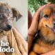Top 5 Craziest Transformations | The Dodo