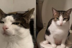 Try Not To Laugh 🤣 New Funny Cats Video 😹 - Fails of the Week Part 14