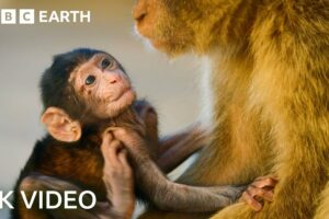 Two Hours of Amazing Animal Moments | 4K UHD | BBC Earth