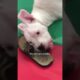 Two-Legged Dog Has Cutest Reaction To His Foster Puppies | The Dodo