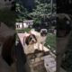 Two cute puppies have come to visit the park #cute #viral #funny #puppy #shorts