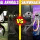 Unnatural Habitat vs Skinwalker Animals Fights | SPORE