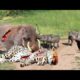 Warthog Vs Leopard | Discovery Channel In Hindi | Leopard Attack Warthog | Animal Fight |Wild Animal