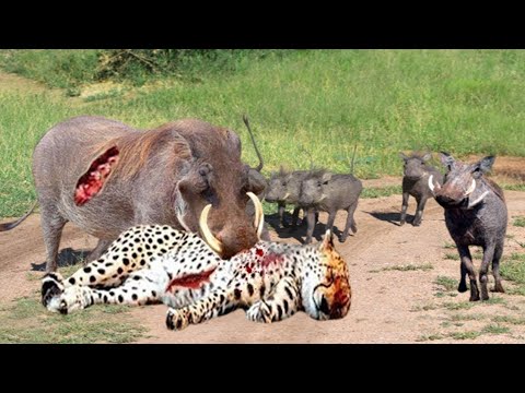 Warthog Vs Leopard | Discovery Channel In Hindi | Leopard Attack Warthog | Animal Fight |Wild Animal