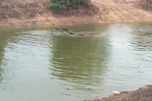 Water Buffalo Playing 🐃💦  #animals #viral #buffalo