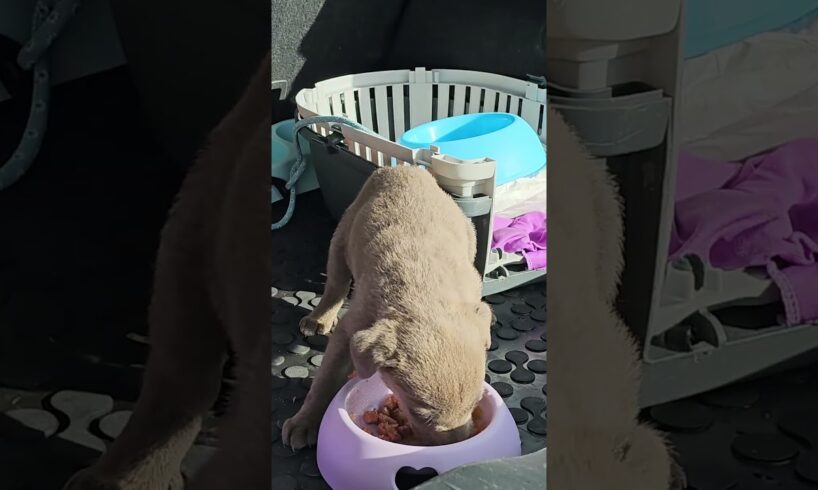 We Found Him Under a Truck 🚚