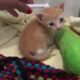 We Rescued A 3 Weeks Old Kitten From The Street! - Takis Shelter