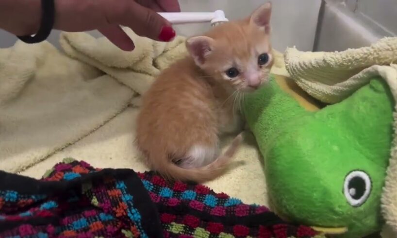 We Rescued A 3 Weeks Old Kitten From The Street! - Takis Shelter