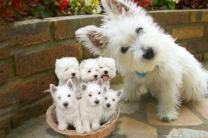 Westie- The white Terrier dog breed giving birth to cute puppies