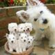Westie- The white Terrier dog breed giving birth to cute puppies