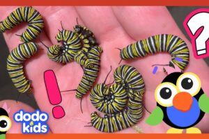 What Are These Teeny Creatures Going To Turn Into? | Dodo Kids | Animal Videos
