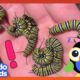 What Are These Teeny Creatures Going To Turn Into? | Dodo Kids | Animal Videos