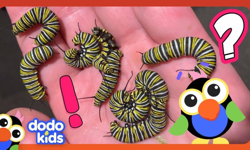 What Are These Teeny Creatures Going To Turn Into? | Dodo Kids | Animal Videos