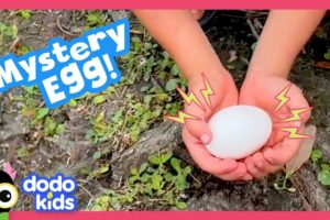 What Kind Of Baby Animal Is In This Egg? | Dodo Kids | Rescued!