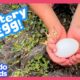 What Kind Of Baby Animal Is In This Egg? | Dodo Kids | Rescued!
