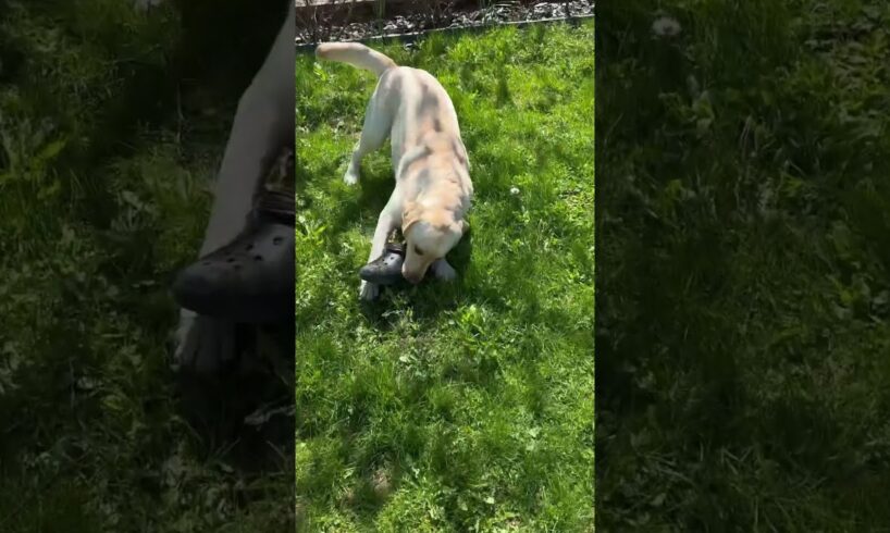 When Your Dog Steals Your Crocs #music #labrador #nature #pets #animals #play #walking #shorts