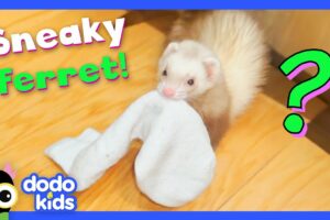 Where Is This Ferret Hiding Our Socks?? | Dodo Kids | Mystery Animals