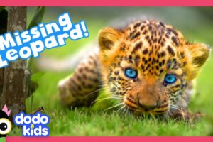 Where Is This Wild Leopard Cub’s Mom? | Dodo Kids | Rescued!
