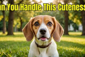 Why Beagles Are the Cutest Dogs You'll Ever See !!!