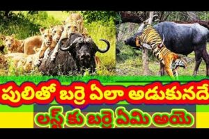 Wild animals | animal fight scene | animal fights Telugu