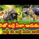 Wild animals | animal fight scene | animal fights Telugu