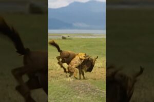 Wildebeest chases leopard wild animals at close range. Animal fighting power competition. Animals’