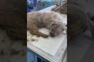 Woman Rescues and Transforms Old Matted Dog - 1419397