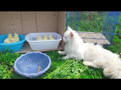 World Cute Cat, Colorful Chicks, Cat,Rabbite,Chickens ,Cute Animals playing Together |