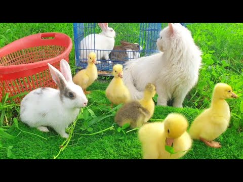 World Cute Cat, Colorful Ducks, Cat,Rabbite,Ducklings ,Cute Animals playing Together |