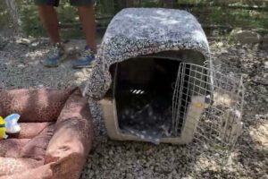 You won’t believe where we Found the two Missing Puppies! - Takis Shelter